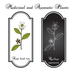 Soap bark tree or soapbark (Quillaja saponaria), edible and medicinal plant. Hand drawn botanical vector illustration