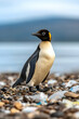 © LAILY - A lone penguin stands on a beach littered with plastic waste, gazing towards the ocean