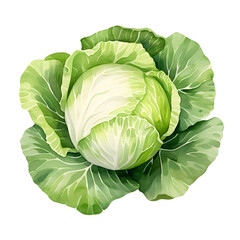 Fototapete - Digital technology cabbage watercolor design illustration