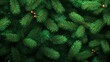 © Ms. Fox - Lush evergreen pine branches with pine cones in close-up view