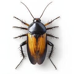 Poster - A stunning macro photograph showcasing the intricate details of a golden cockroach against a clean white background. Detailed Animal isolated on white background. Golden Cockroach