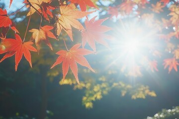Poster - Vibrant autumn leaves reflecting sunlight in a serene outdoor setting during a bright afternoon