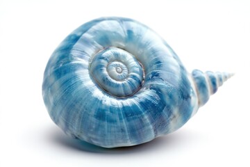 Poster - A single shell photographed in close-up on a white background