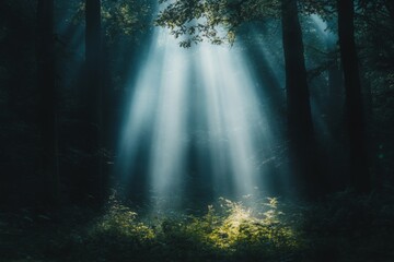 Poster - Light rays break through the forest canopy creating a magical atmosphere in a serene woodland