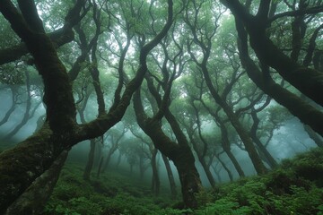 Poster - Mysterious fog envelops twisted trees in a lush forest landscape at dawn