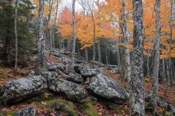 Poster - Bright autumn foliage among granite rocks in a serene forest landscape