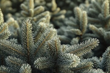 Poster - A close-up shot of a pine tree covered in frost