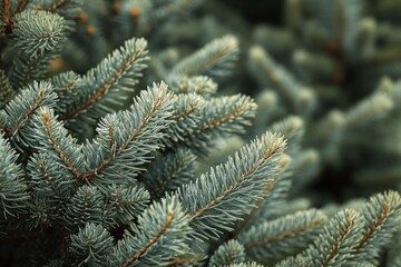 Poster - Close-up shot of a pine tree's green needles and branches