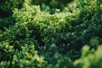 Poster - A detailed view of various green plants with vibrant leaves and stems