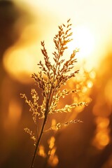 Poster - A detailed view of a plant with the warm glow of sunlight in the background, ideal for uses such as nature photography or scientific illustrations