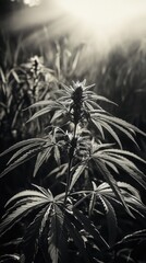 Poster - A black and white image of a plant