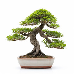 a bonsai isolated on white background.
