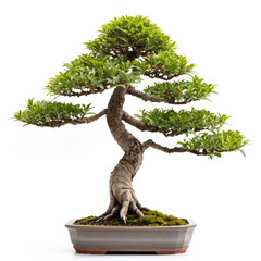 A bonsai isolated on white background.