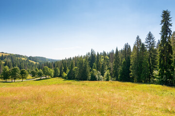 Wall Mural - mountain landscape with field in summer. alpine climate. spruce forest on the hill beneath a blue sk