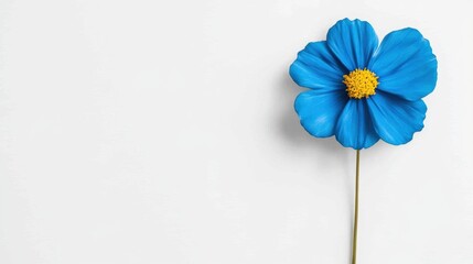 Poster - Minimalist Blue Cosmos Flower Vibrant Botanical Wellness Imagery for Digital Mindfulness, Eco-Design, and Creative Marketing Content