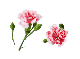 Wall Mural - set of small red and white carnation flowers isolated on white or transparent background