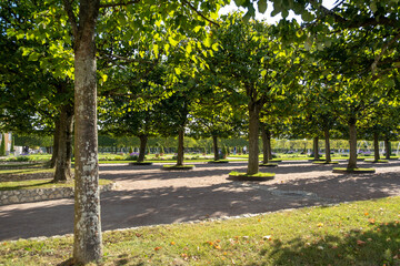 Aufkleber - Beautiful tree-lined pathways in Peterhof showcasing natures tranquility and the timeless elegance of historic gardens