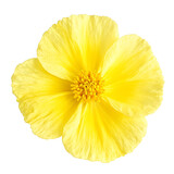 A stunning close up of a vibrant buttercup flower showcasing its glossy yellow petals with a delicate reflection of light