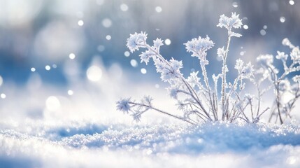 Poster - Frosty plants in snowy landscape with bokeh effect.