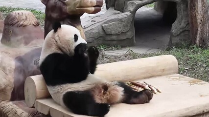 Wall Mural - cute fluffy little panda, yu ai, chongqing, china