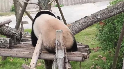 Wall Mural - funny pose of fluffy panda, scratching his/her fur on the wood log
