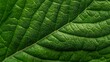 © Grit - Green Leaf Texture  Closeup Macro Photography of Nature