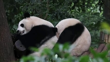 Wall Mural - he hua aka hua hua is sleeping on her sister's back , he ye. chengdu panda base, china
