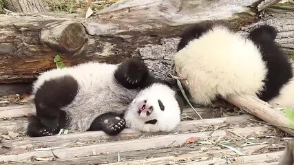Wall Mural - little baby panda is taking a sunbath , chengdu panda base, china