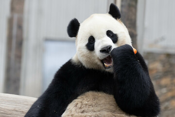 Wall Mural - panda returned from usa, xiao qi ji, wolong panda base, china