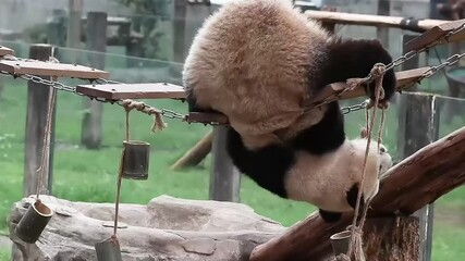 Wall Mural - cute fluffy little panda, yu ai, chongqing, china
