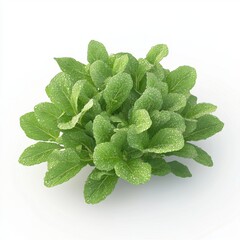 Aufkleber - Lush Green Plant with Detailed Leaves on White Background