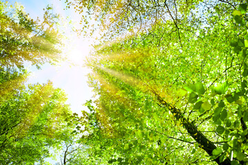 Canvas Print - summer forest with bright sun shining through the trees.