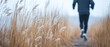 © Solikah - Runner in a field of tall grass, serene winter landscape