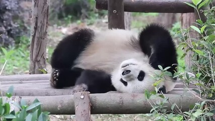 Wall Mural - funny pose of sleping panda, china