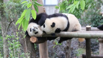 Wall Mural - close two little pandas on the wood bar, china