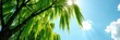 © Latsamee - Weeping willow branches stretch towards the sky, foliage, branches, trees
