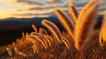 Aufkleber - Field of tall grass with a beautiful sunset in the background. The grass is golden and the sky is orange and pink