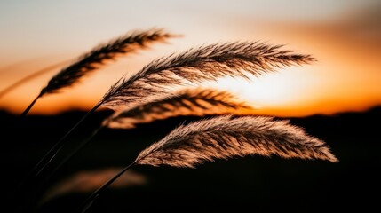 Aufkleber - Field of tall grass with a sunset in the background. The grass is dry and brown, and the sun is setting, casting a warm glow over the scene