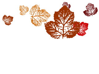 Wall Mural - autumn leaves isolated on white background
