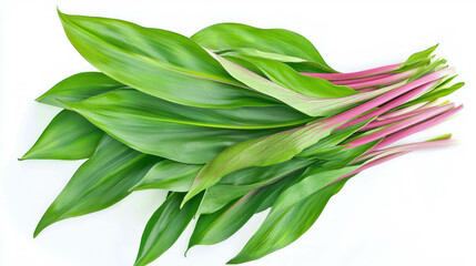 Poster - Fresh ramps on white background for culinary and health concepts