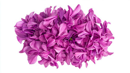 Poster - Beautiful arrangement of purple hyacinths for floral decoration and design