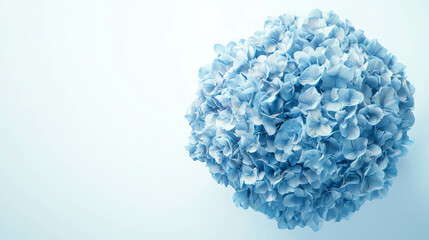 Poster - Close up of blue hydrangea blossoms for nature-themed designs