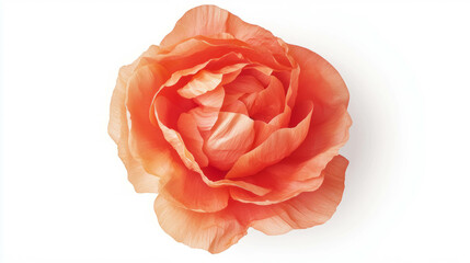 Poster - Elegant orange poppy close-up on white background for floral design projects