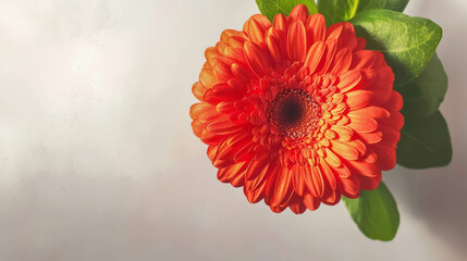 Poster - Vibrant red gerbera daisy on soft background for floral décor and design