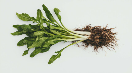 Poster - Fresh salsify roots with green leaves on white background for culinary and botanical design