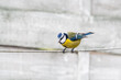 ptak sikorka modraszka (Cyanistes caeruleus)