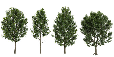 3d illustration of elaeocarpus trees on transparent background