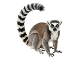 A Lemur isolated on a white background