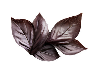 Wall Mural - This image shows several deep purple basil leaves against a transparent background.