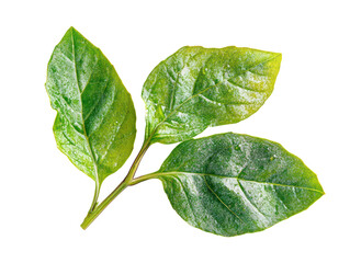 Wall Mural - The image showcases a close-up of three green leaves on a stem, displaying their texture and vibrancy.